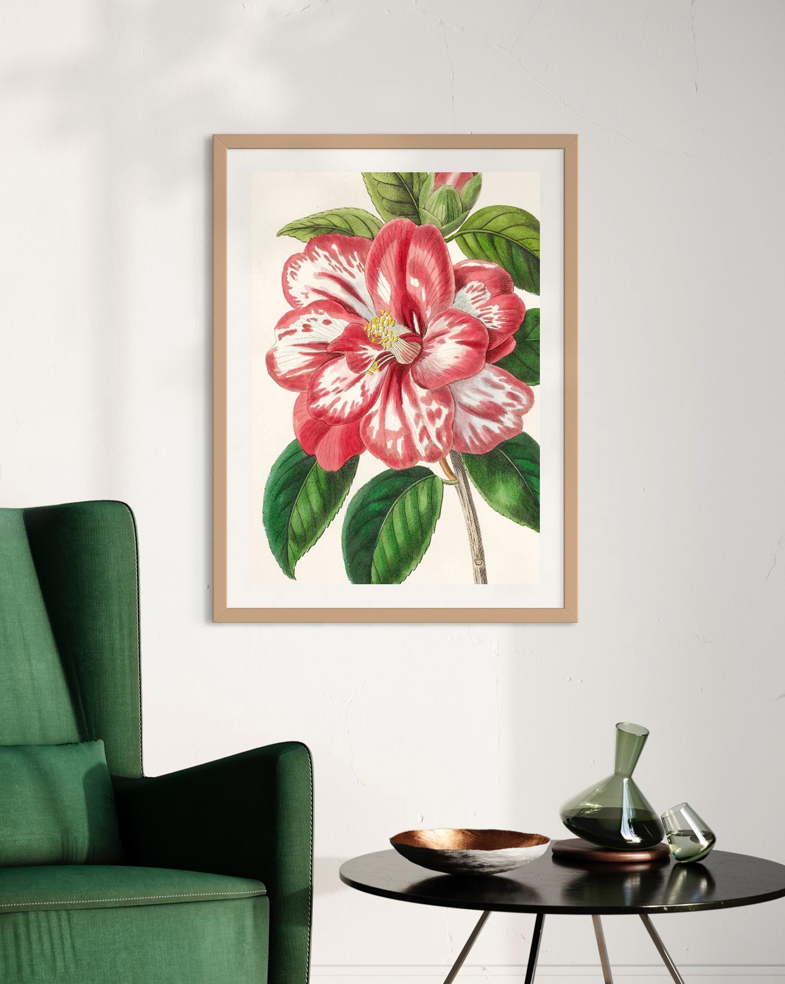 Camellia - Botanical Collection