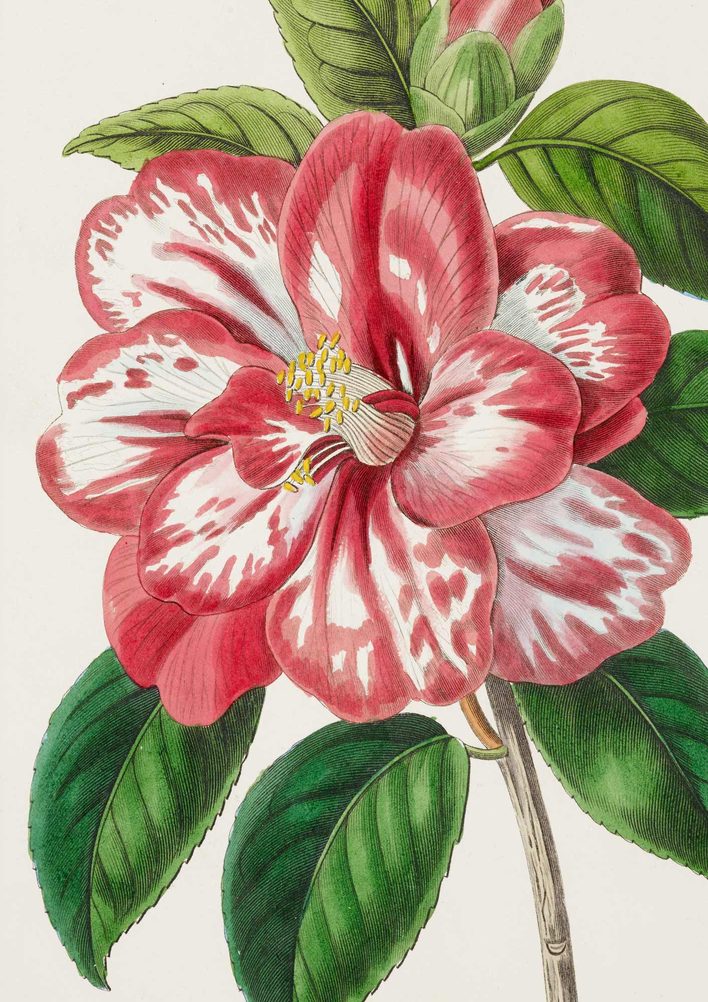 Camellia - Botanical Collection