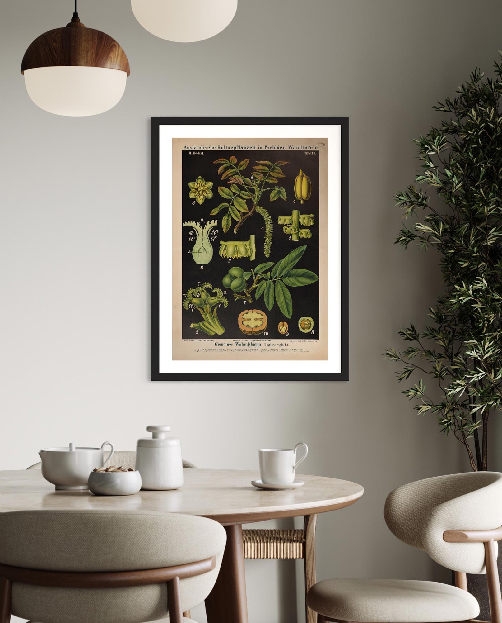 Walnut  - Botanical Collection