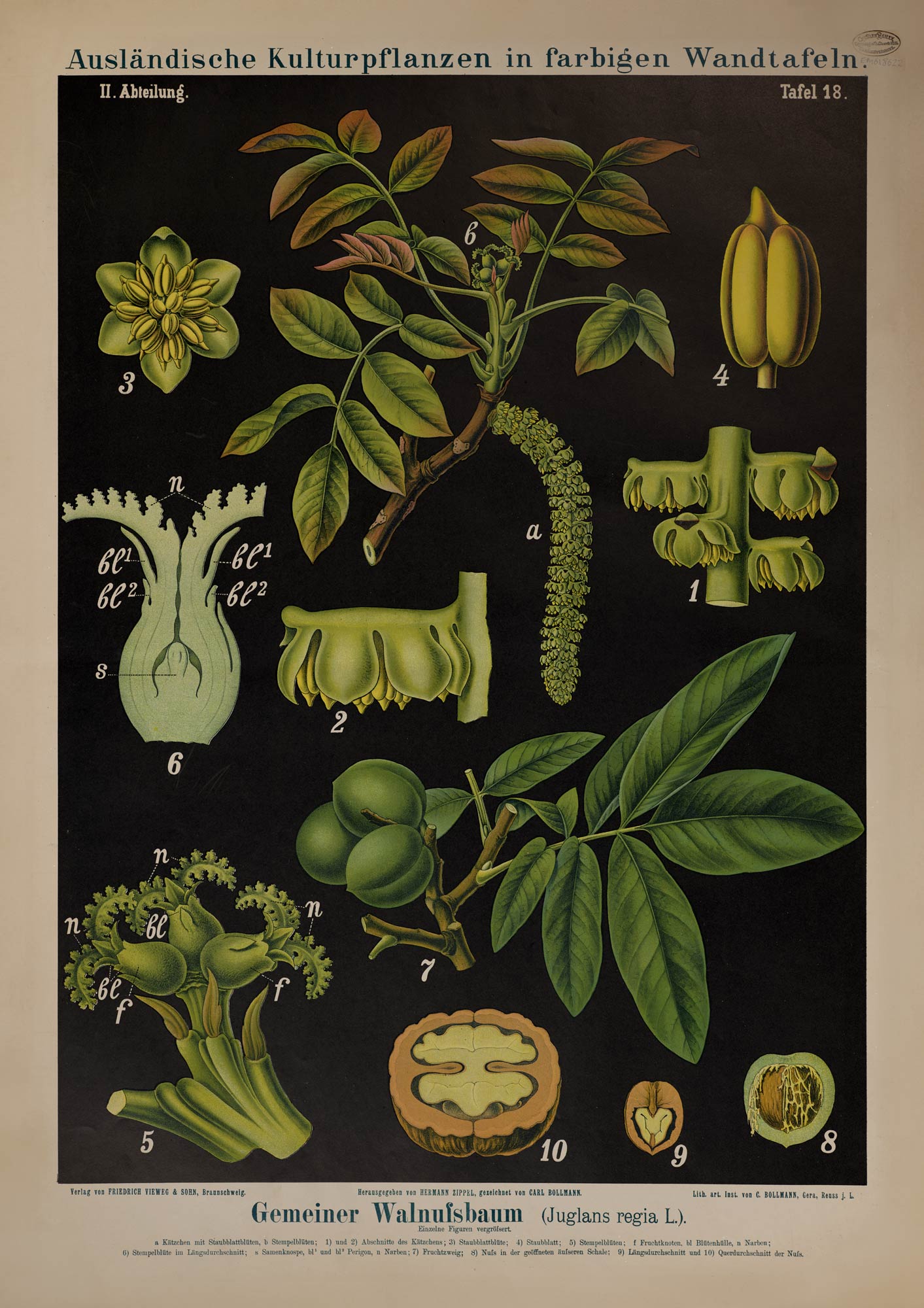 Walnut - Botanical Collection