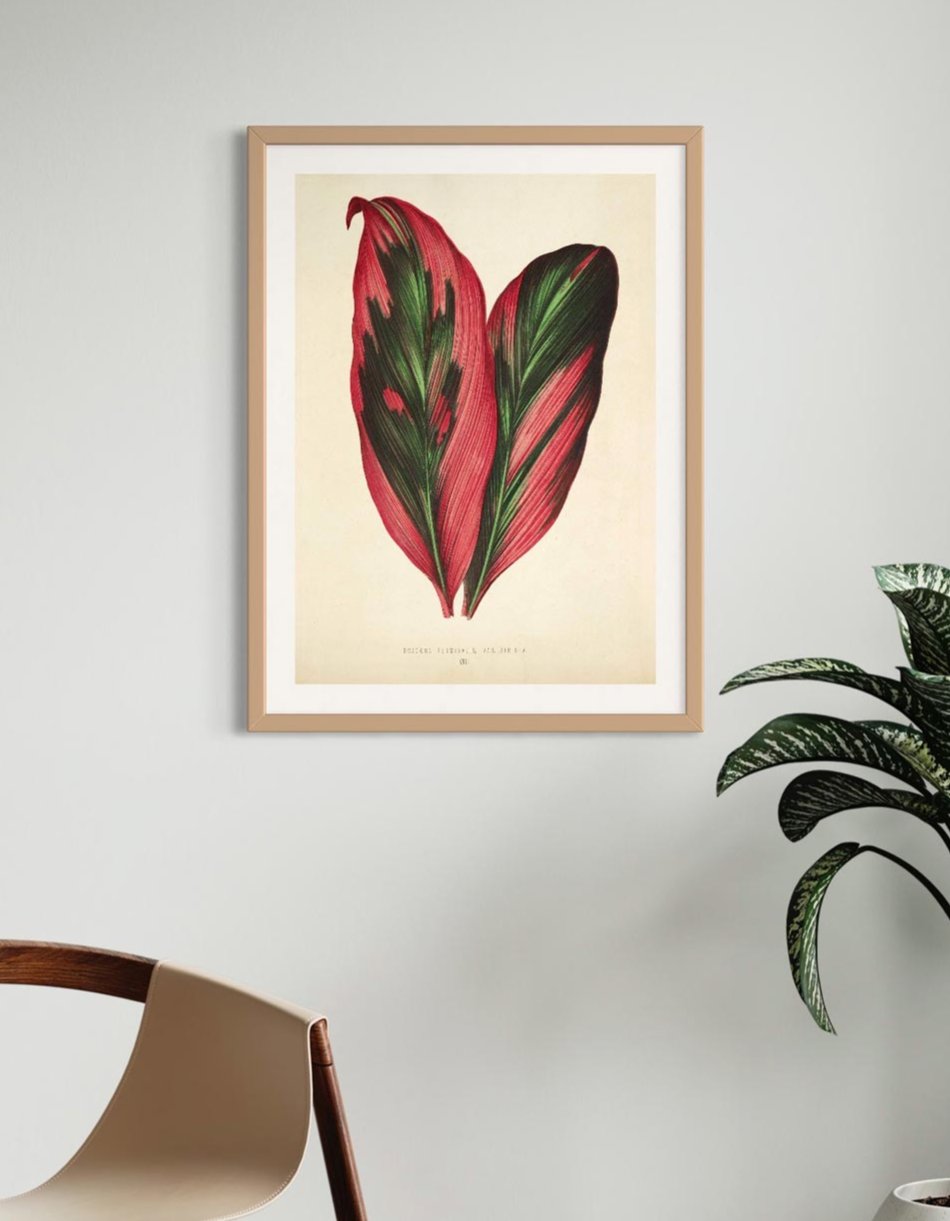 Dracaena - Botanical Collection