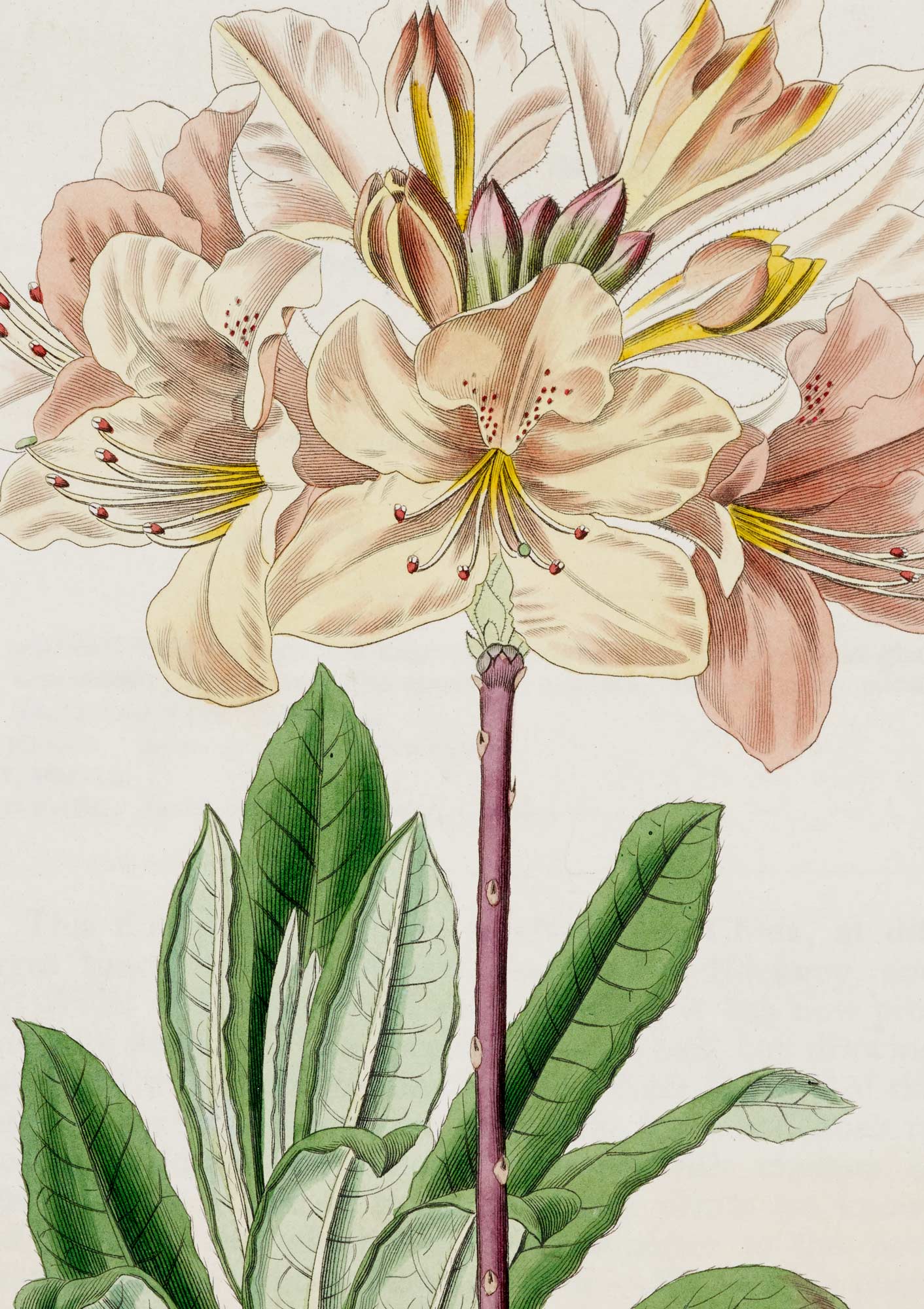 Rhododendron - Botanical Collection