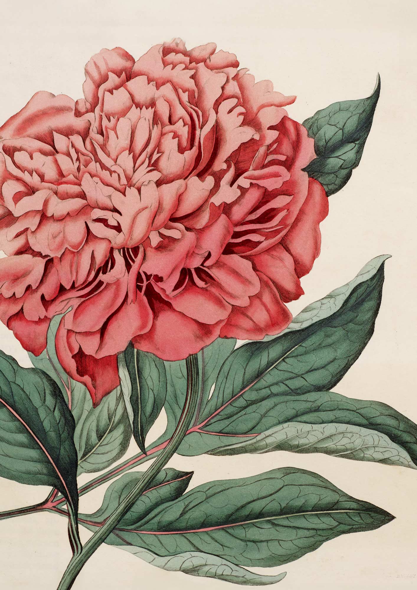 Chinese Eatable Peony - Botanical Collection